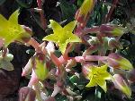 Rock echeveria flowers