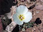 Sego lily