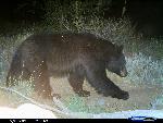 Black Bear