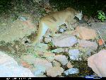Mountain Lion