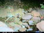 Bobcat