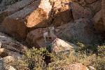 Desert Bighorn