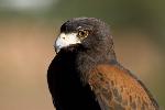 Harris' Hawk