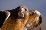 Red-tailed Hawk