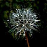 Silver-Puff