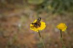 Variable Checkerspot