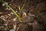 Variable Checkerspot