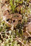 Western Diamondback Rattlesnake