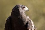 Zone-tailed Hawk