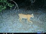 bobcat