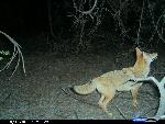 coyote