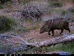 javelina