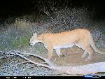 mountain lion