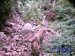 mountain lion