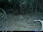 raccoon