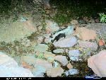 striped skunk