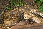 western diamondback