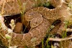 western diamondback