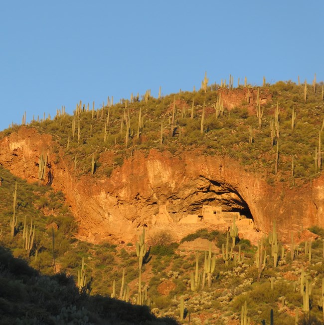 Photo of Lower Cliff Dwelling set in a hillside surrounded by Saguaro cactus