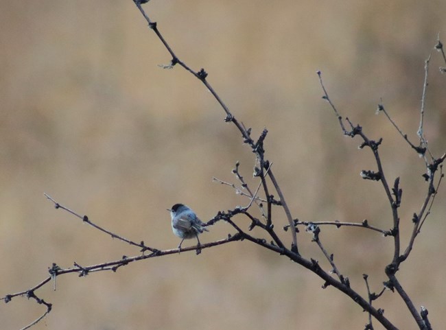 black tailed gnatcatcher sitting on a bare branch