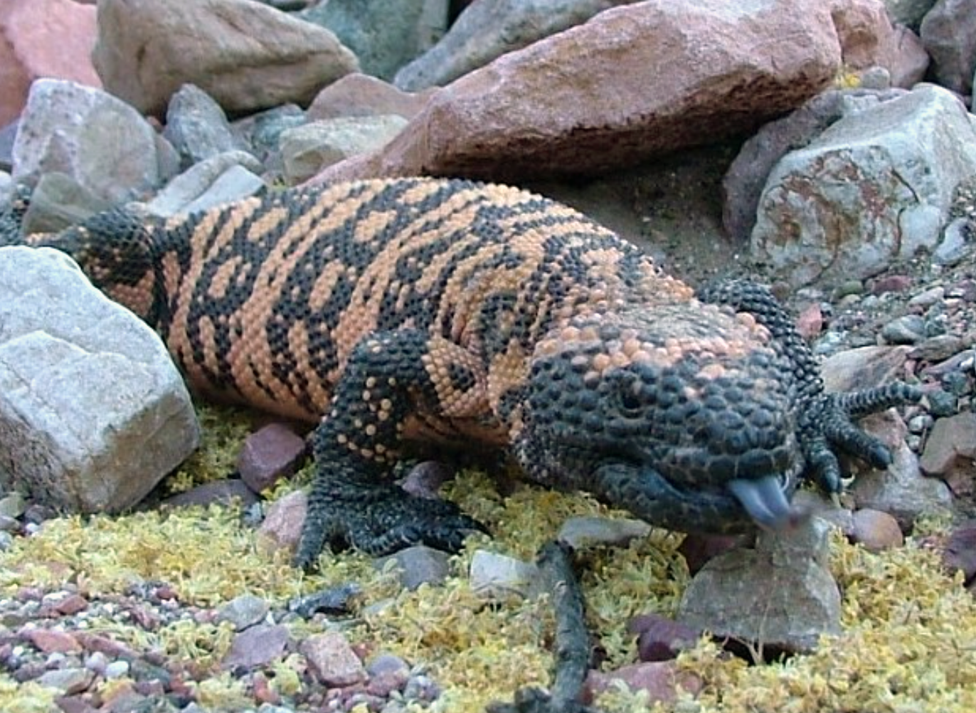 Black and orange Gila monster with tongue protruding standing on rocky surface.