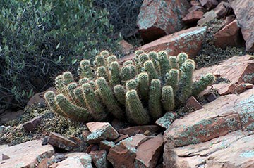 Large cluster of hedgehog cactus growing out of rocks.
