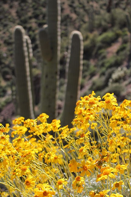 Wildflowers and Saguaro