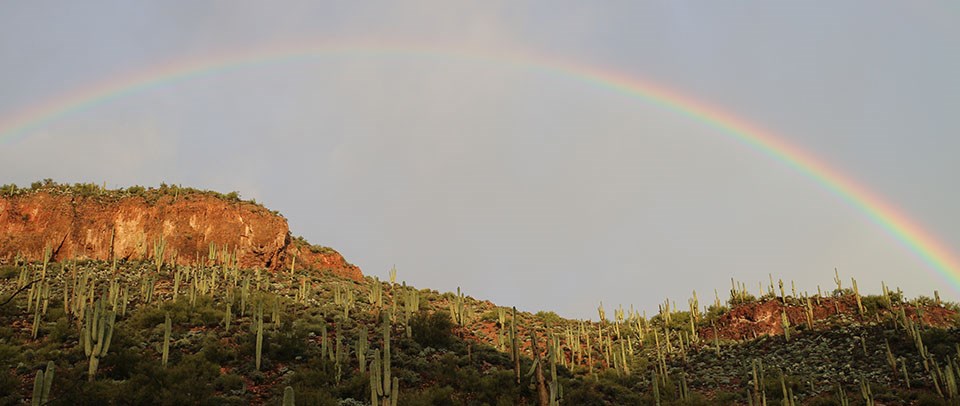 Rainbow over Saguaro covered hillside.