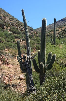 Saguaro next to Saguaro Skeleton