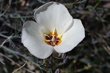 Mariposa Lily Flower