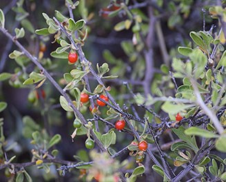 Wolfberry Berries