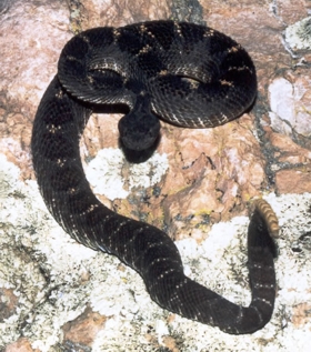 Arizona black rattlesnake research - Tonto National Mon