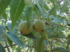 Walnuts and leaves