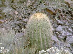 Barrel Cactus