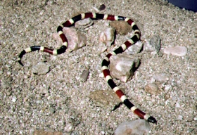 Western Coral Snake - Tonto National Monument