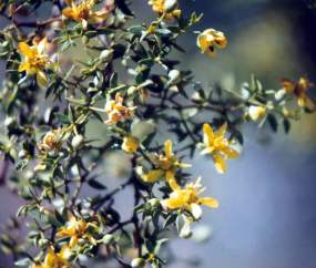 creosote