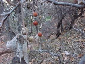 Netleaf Hackberry fruits