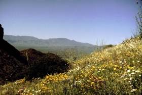 hillside flowers