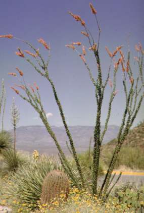 ocotillo