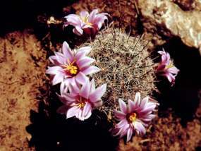 Pincushion Cactus