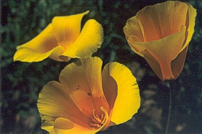 Mexican gold poppies