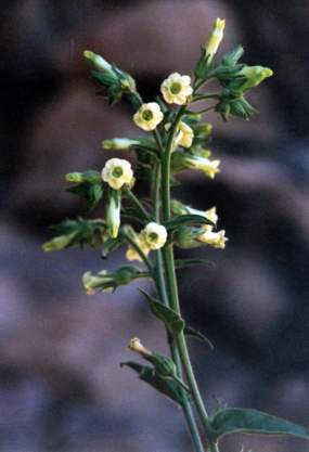 desert tobacco