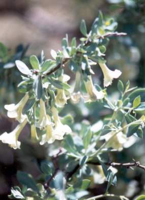 Wolfberry flowers