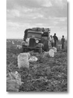 Farming at Tule Lake Segregation Center