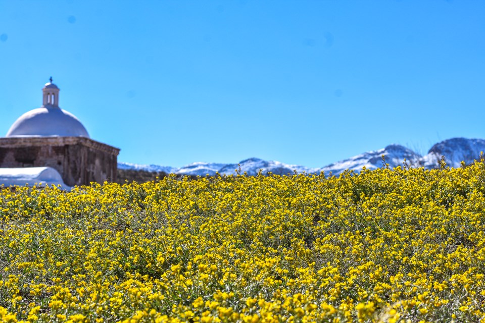 yellow flowers on hill with church and mountains behind