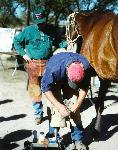 Horse Shoeing and Blacksmithing Demonstration
