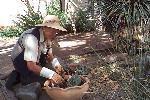 Volunteer Sue Kotz at work in the garden