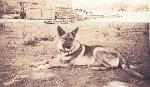 Custodian Boundy's police dog, Teddy