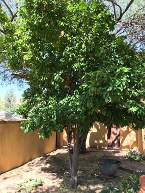 large tree with dark green leaves in corner of courtyard
