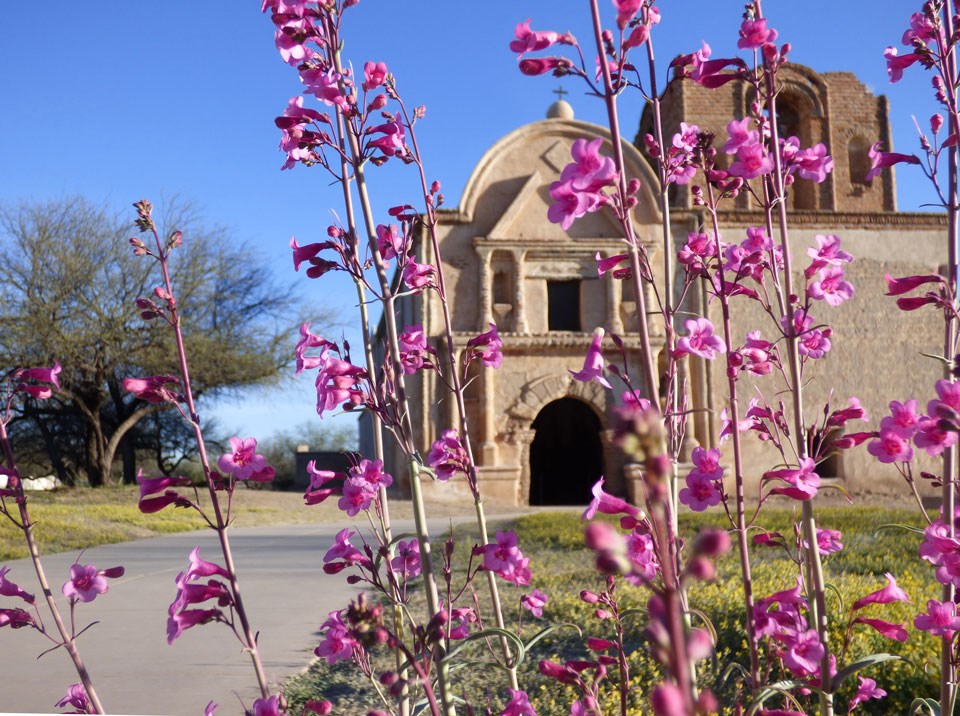 ground view with pink flowers in foreground and church behind